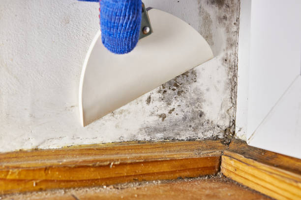 Trusted Lake Crystal, MN Mold Removal Experts
