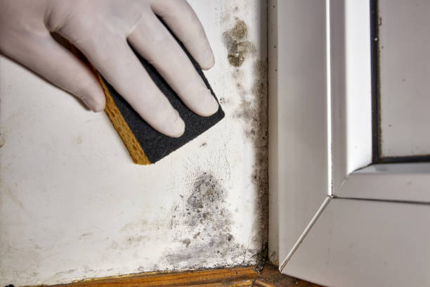 Best Mold Odor Removal Services  in Lake Crystal, MN